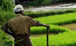 వ్య‌వ‌సాయ‌ చ‌ట్టాల ర‌ద్దు...రైతు కోణం కంటే రాజ‌కీయ కోణ‌మే ఎక్కువ‌!