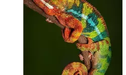 ఊసరవెల్లికి పుట్టిన రోజు శుభాకాంక్షలు చెప్పిన రేవంత్ ఊసరవెల్లికి పుట్టిన రోజు శుభాకాంక్షలు చెప్పిన రేవంత్