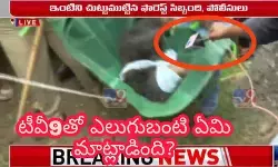 టీవీ9తో ఎలుగుబంటి ఏమి మాట్లాడింది? టీవీ9తో ఎలుగుబంటి ఏమి మాట్లాడింది?